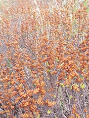 Myrica gale tomentosa