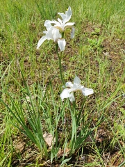 Iris sibirica