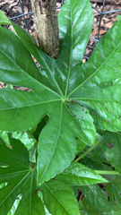 Fatsia japonica