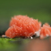 Red Raspberry Slime Mold - Photo (c) Kirill Ignatyev, some rights reserved (CC BY-SA)
