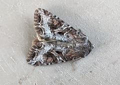 Trichordestra liquida