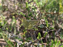 Chlorissa viridata