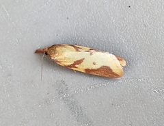 Sparganothis vocaridorsana