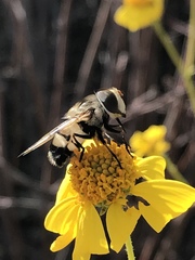 Copestylum apiciferum