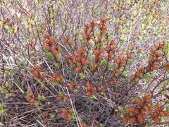 Myrica gale tomentosa