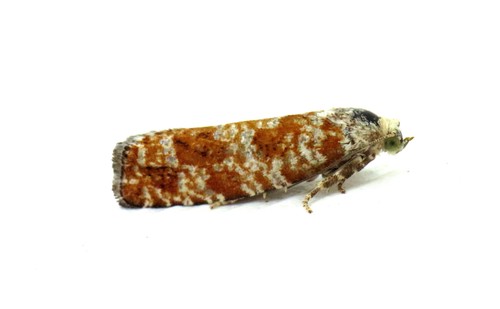 Northern Pitch Twig Moth