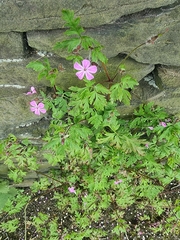 Geranium robertianum