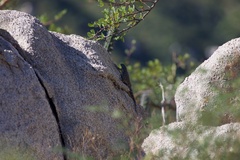 Petrosaurus thalassinus