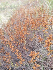 Myrica gale tomentosa