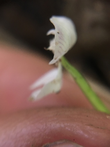 Disperis oppositifolia var. mascarenensis image