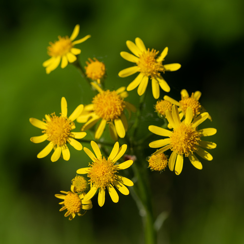 Field Fleawort