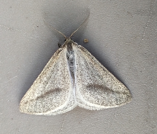 Aspitates aberrata