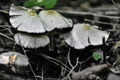 Candolleomyces candolleanus