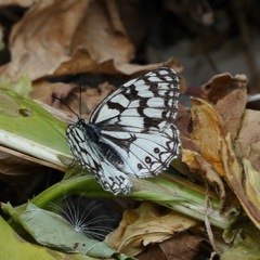 Melanargia ines