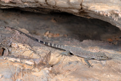 Pristurus celerrimus