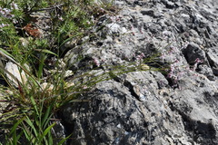 Asperula supina