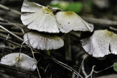 Candolleomyces candolleanus