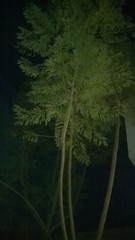 Jacaranda mimosifolia