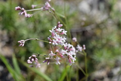 Asperula supina