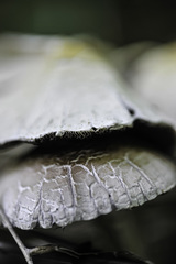 Candolleomyces candolleanus