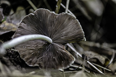 Candolleomyces candolleanus