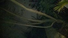 Jacaranda mimosifolia