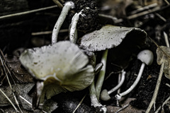 Candolleomyces candolleanus