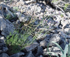 Asperula supina