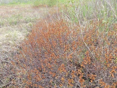 Myrica gale tomentosa