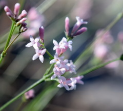Asperula supina
