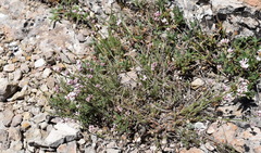 Asperula supina