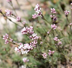 Asperula supina
