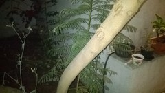 Jacaranda mimosifolia