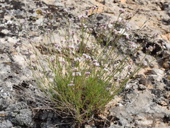 Asperula supina
