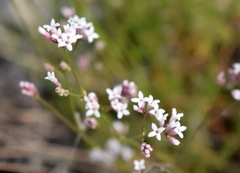 Asperula supina
