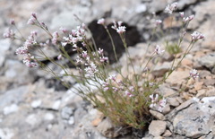 Asperula supina