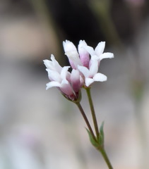Asperula supina