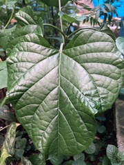 Clerodendrum paniculatum