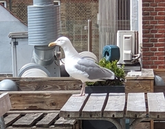 Larus argentatus