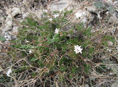 Asperula supina caespitans