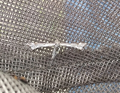 Paraplatyptilia