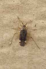 Closterotomus annulus
