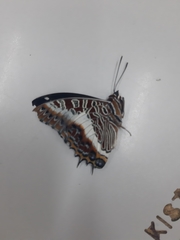 Charaxes brutus