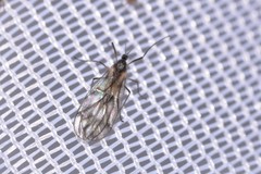 Perissomma mcalpinei