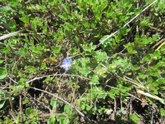 Gentiana squarrosa