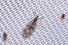 Perissomma mcalpinei