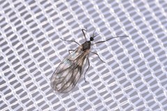 Perissomma mcalpinei