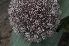 Allium karataviense