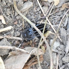 Alphasida holosericea