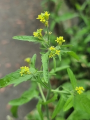 Sisymbrium officinale
